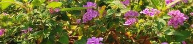 タケプー's header image