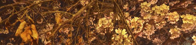 モモR's header image