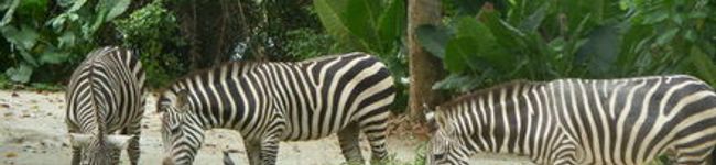 pepetina's header image