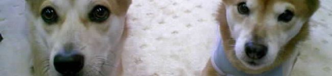 マーチップ's header image
