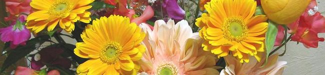 miyupi's header image
