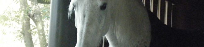 olive leaf's header image