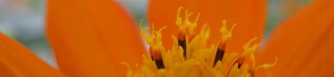 cyappu's header image