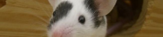 うさこさり's header image