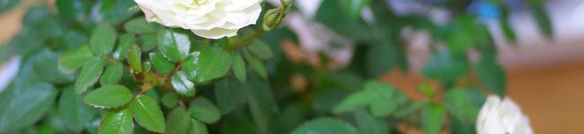 ogitaka's header image
