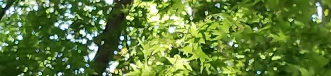 森のパン屋さん☆'s header image