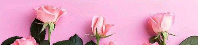 ʜᴀɴᴀᴜᴛᴀ's header image