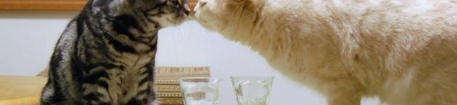 ゆりブー's header image
