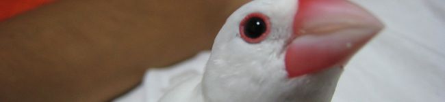 bururi's header image