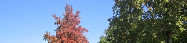 かよ1110's header image