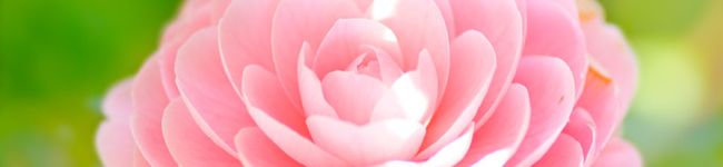 soratea's header image