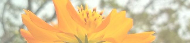 らるね。's header image