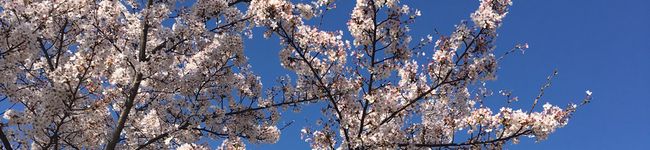 小麦派's header image