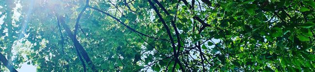 cccchang's header image