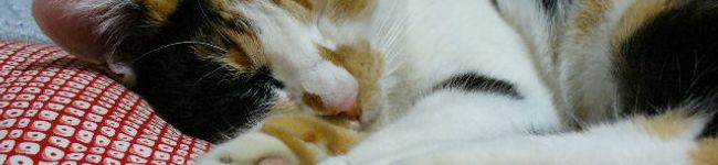 びーこちゃん's header image