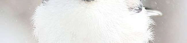 tomappiy's header image