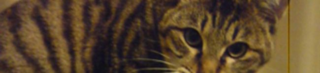 bricolage's header image