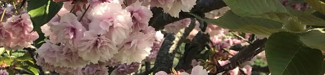 あんぽんマン's header image