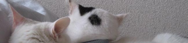robicat's header image