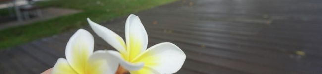 しゃち0501's header image