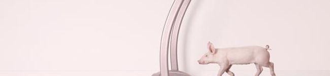 pink piggy's header image