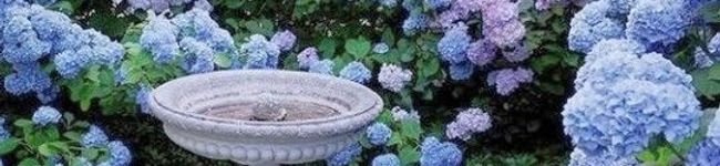 ♬あじさいのレシピ♬'s header image