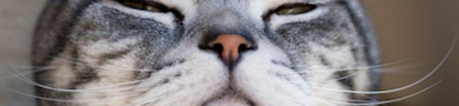 Rarpu's header image