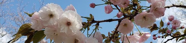 すずモコフワ's header image