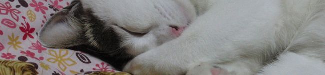 ほんこん's header image