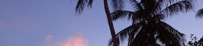 旅する狸's header image