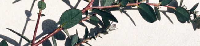 r___'s header image