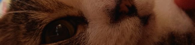 バタコ777's header image