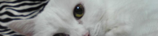 にゃのめ's header image