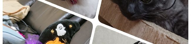 おたえ0211's header image
