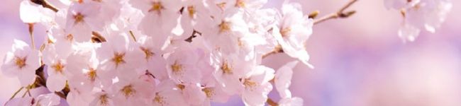 夜中の薔薇's header image