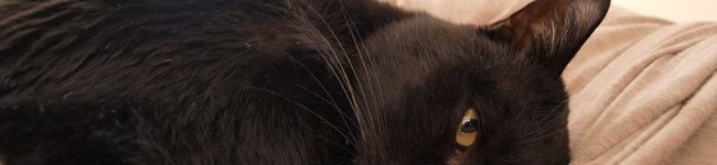 mocomoku's header image