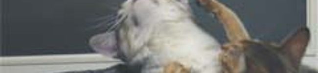 おしねこ's header image