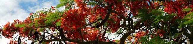 いちごみるく0723's header image