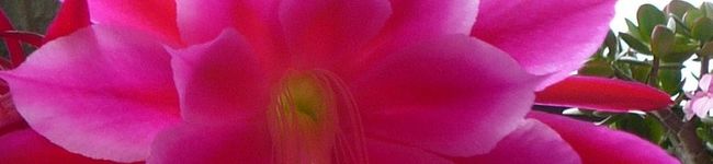 ｂｉｎｉ's header image