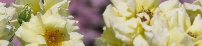 mokosaku's header image