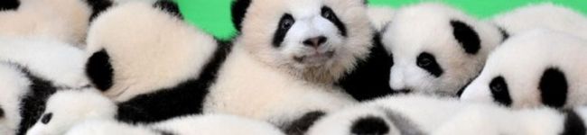 ズボラパンダ選手's header image