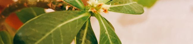 ケダン's header image
