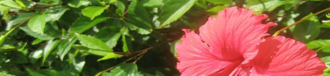 かよキッチン's header image