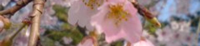 なぎ芋's header image