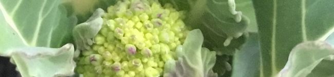 colღ's header image