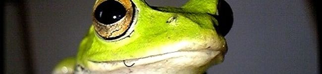 ハッピー及川's header image
