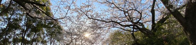 ☆stella's header image