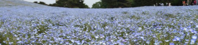 cloveruu's header image