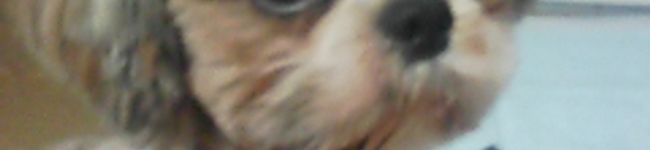 ベジ犬いくら's header image