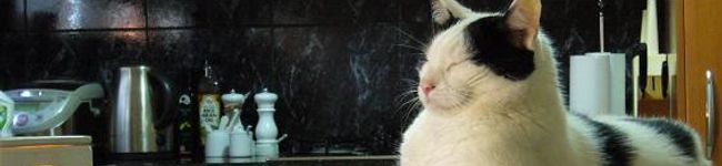 tamatez's header image